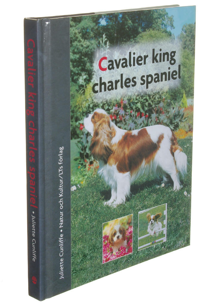 Cavalier king charles spaniel