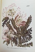Kenya Trees and Shrubs