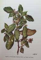 Kenya Trees and Shrubs