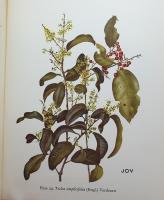 Kenya Trees and Shrubs