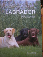 Labrador retriver