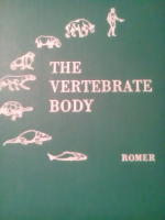 The vertibrate body