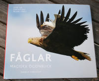 Fåglar magiska ögonblick