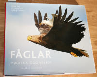 Fåglar magiska ögonblick
